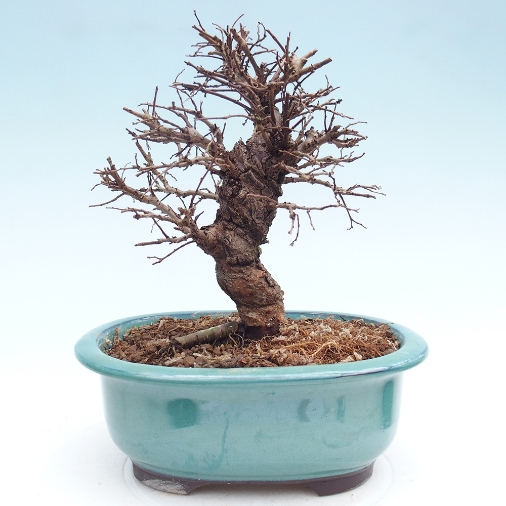 Bonsai da esterno - Zelkova - Zelkova NIRE