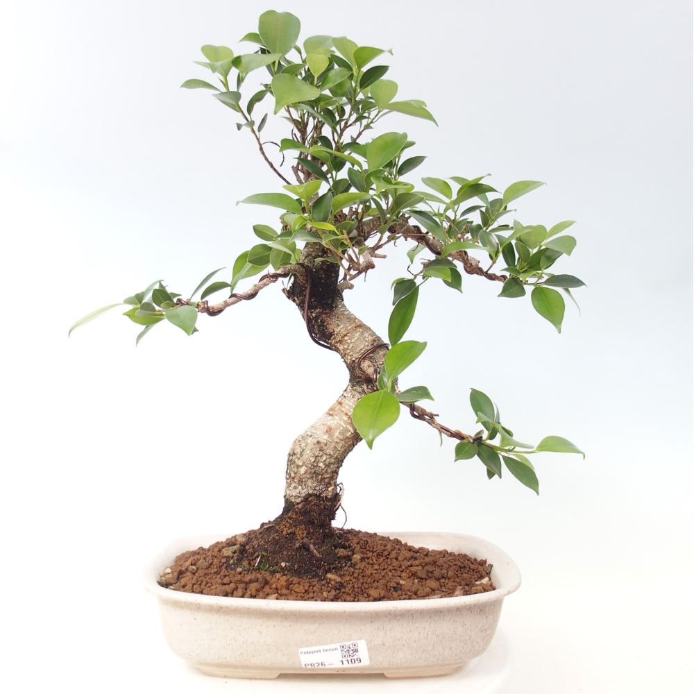 Camera bonsai - Ficus kimmen - ficus a foglie piccole
