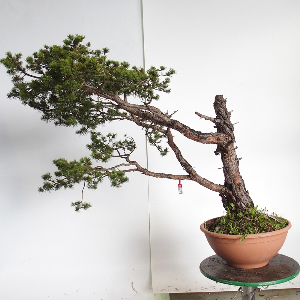 Yamadori - Pinus sylvestris Spagna