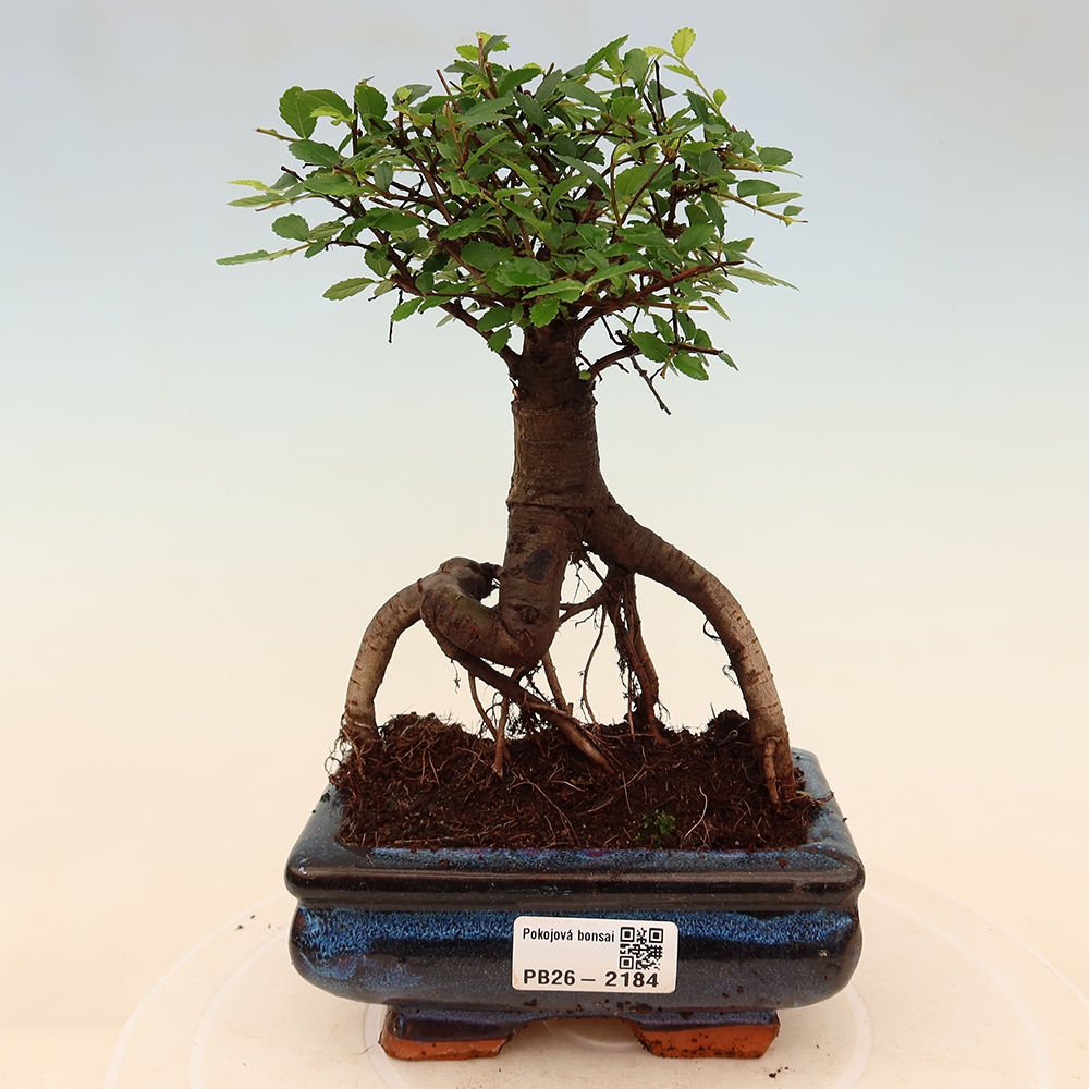 Camera bonsai - Ulmus parvifolia - Olmo a foglie piccole