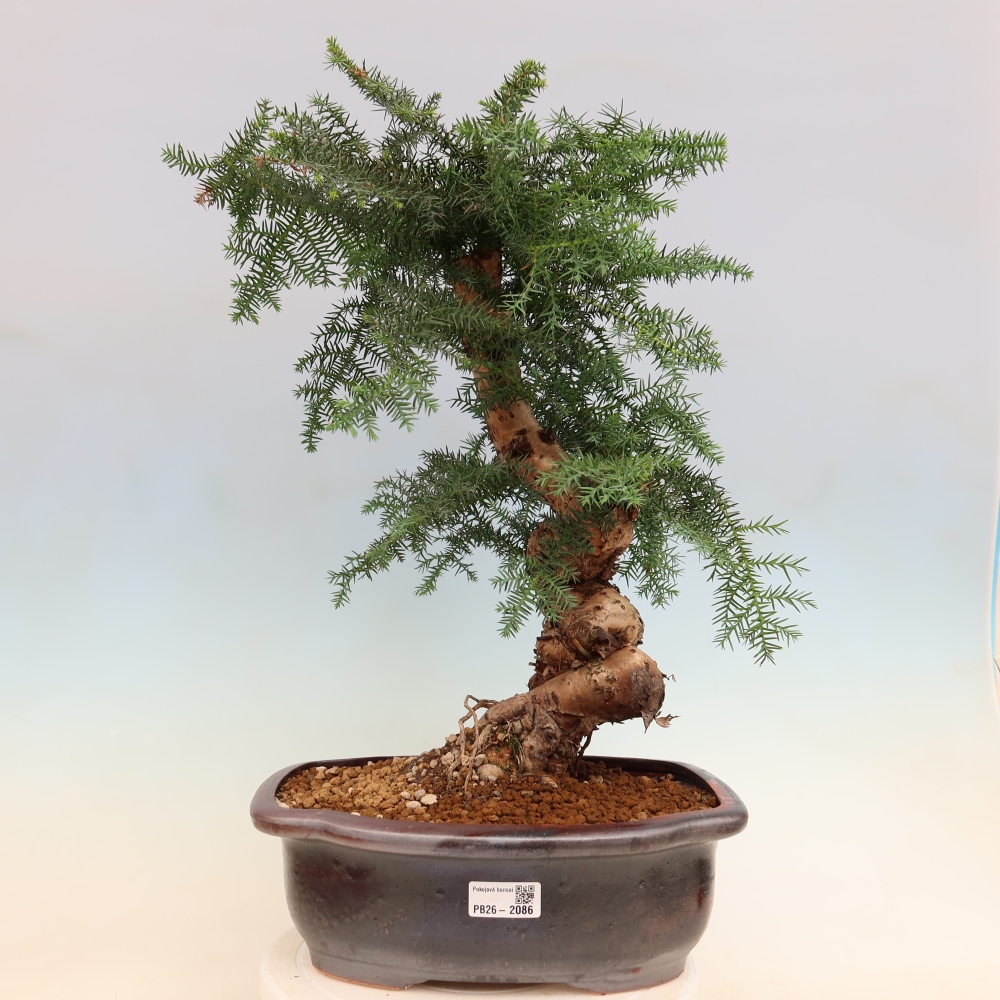 Bonsai da camera - Araucaria - Abete da camera
