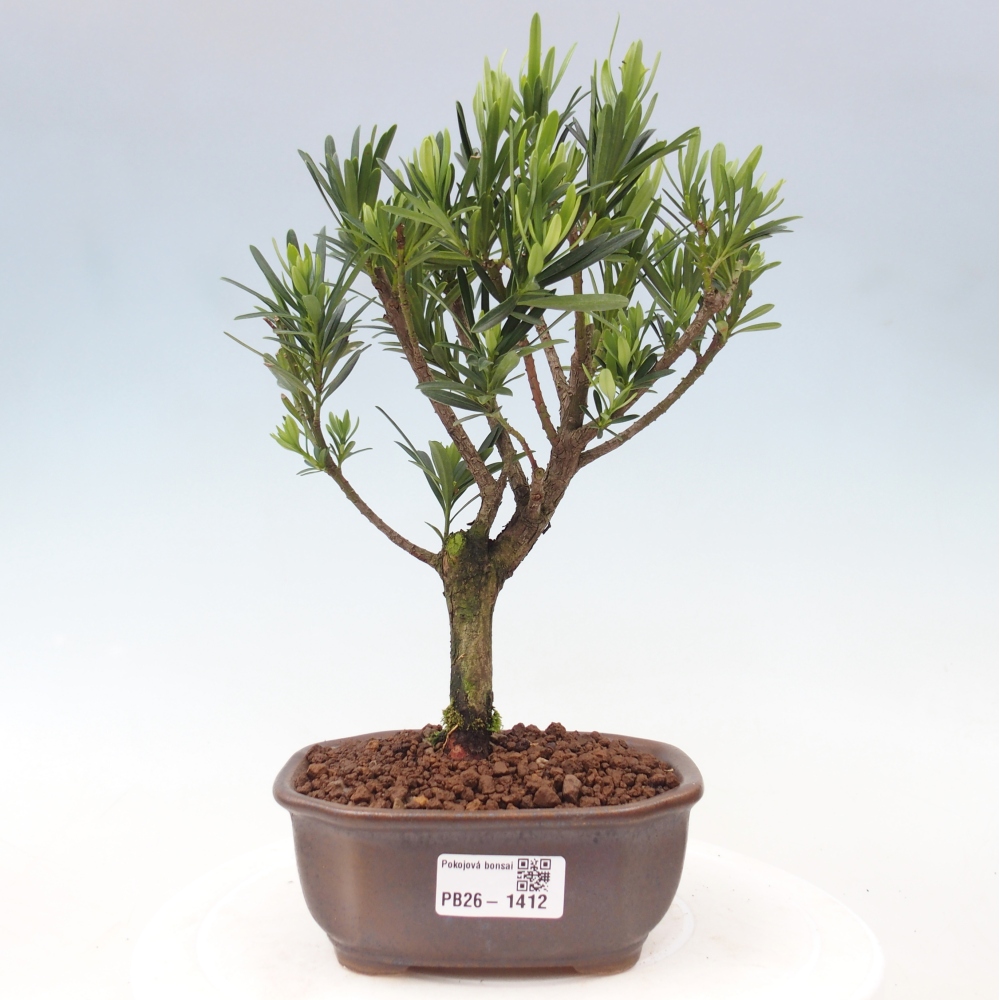 Camera bonsai - Podocarpus - Tasso delle pietre