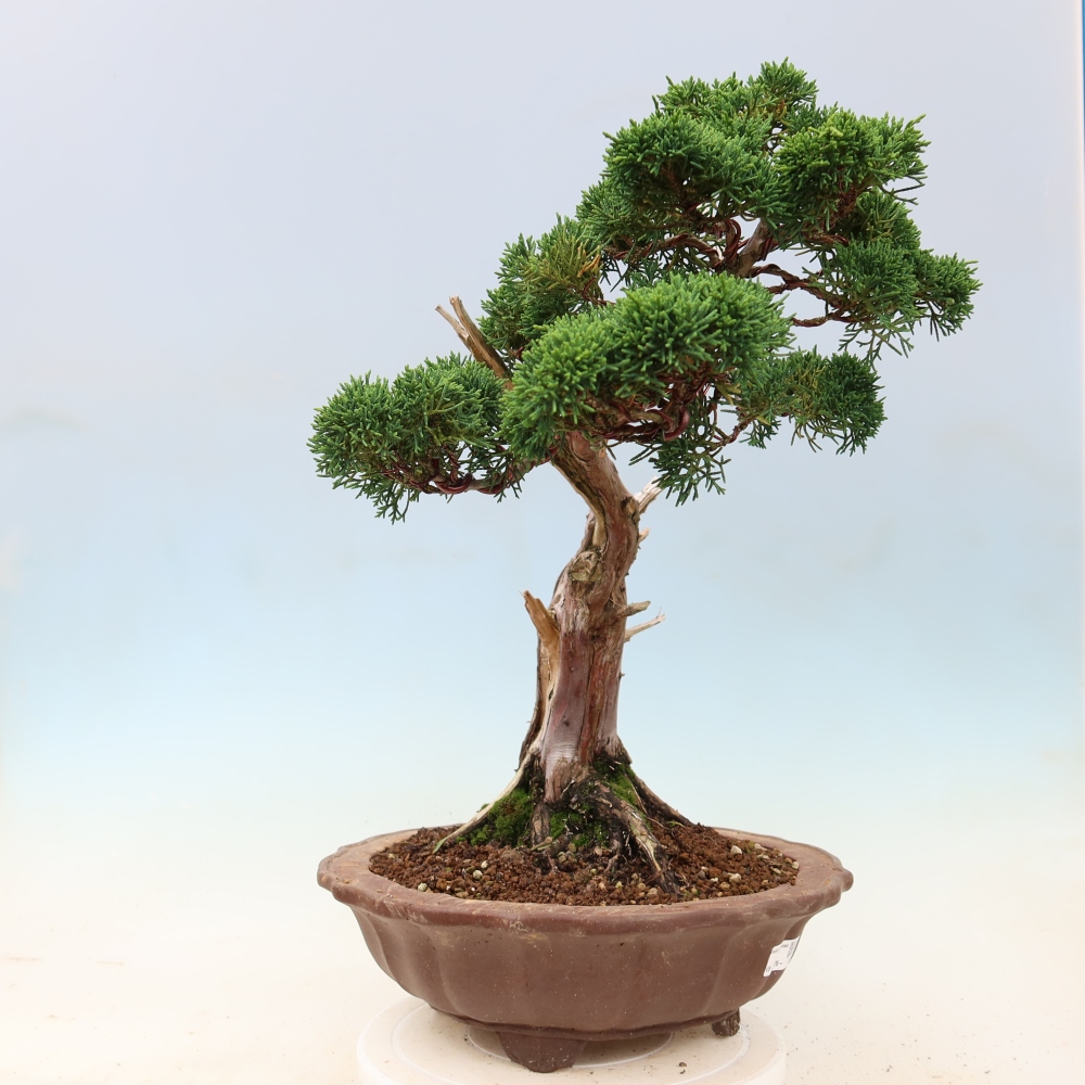 Bonsai da esterno - Juniperus chinensis Kishu