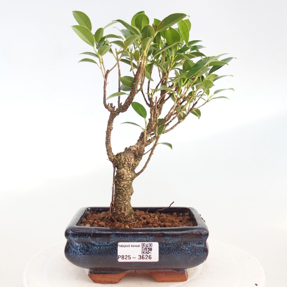Camera bonsai - Ficus retusa - ficus a foglie piccole