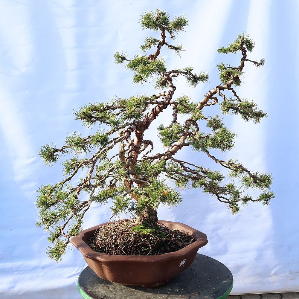 Pinus sylvestris Spagna - pino silvestre