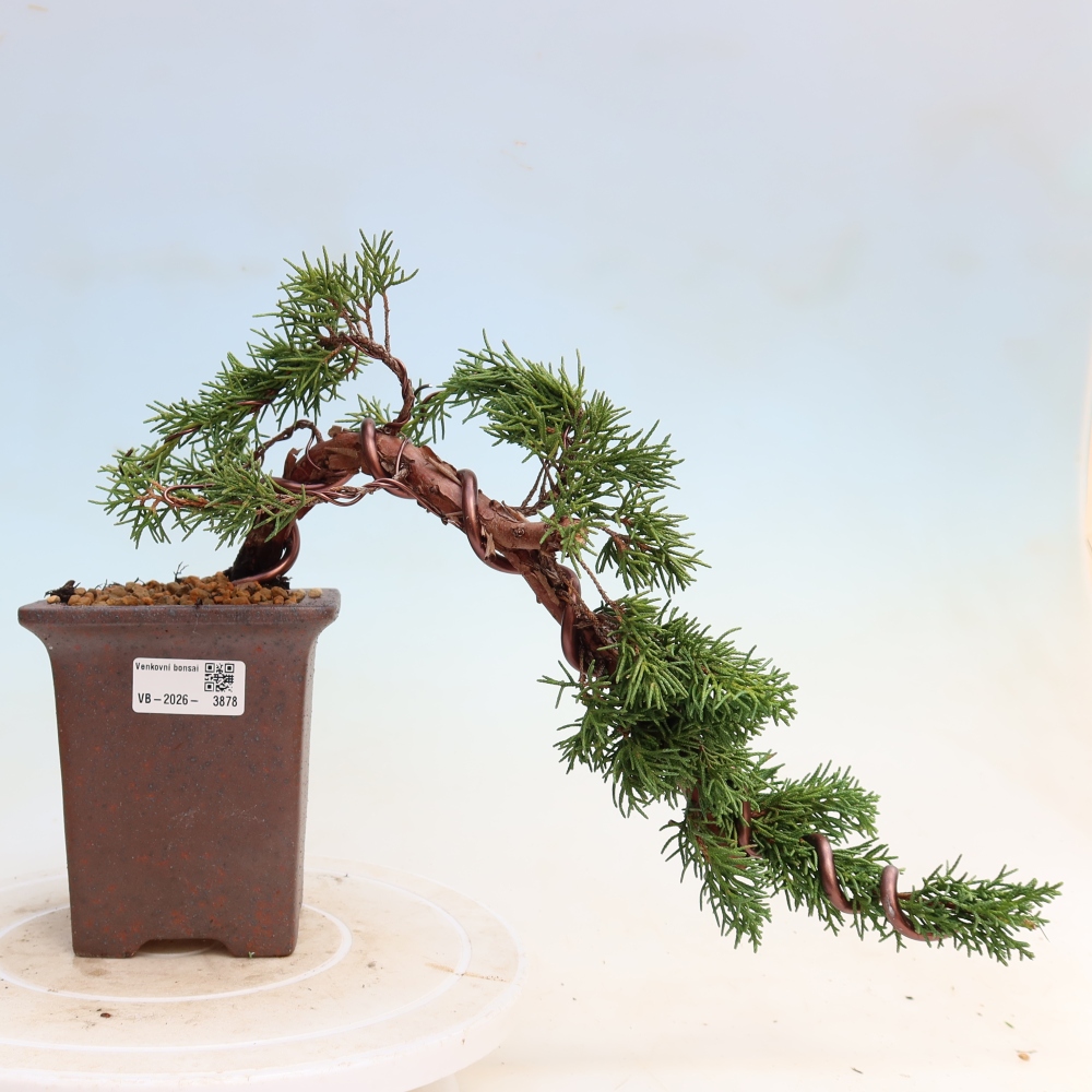 Bonsai da esterno - Juniperus chinensis Kishu