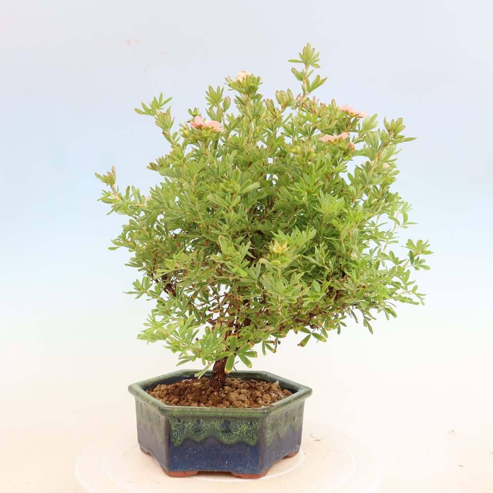 Bonsai da esterno - Potentilla fruticosa - Potentilla fruticosa Bellissima