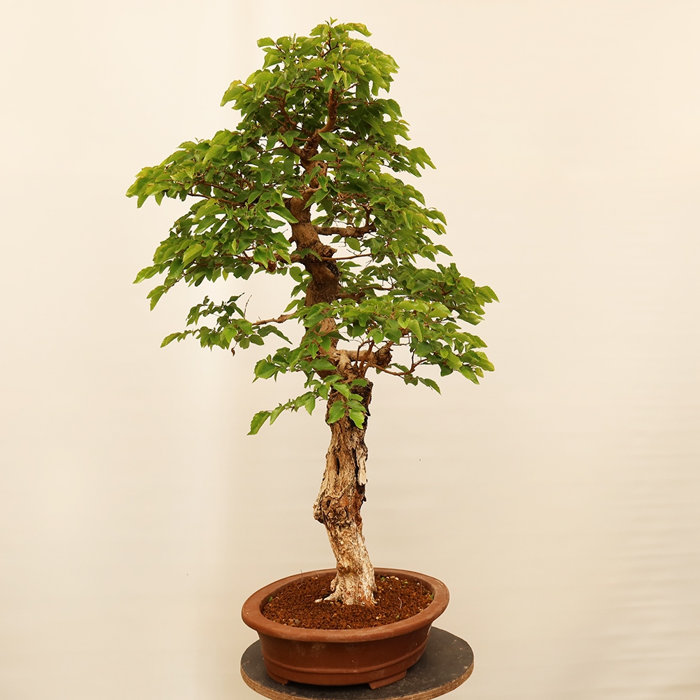Bonsai da esterno -Carpinus Coreana - Carpino coreano