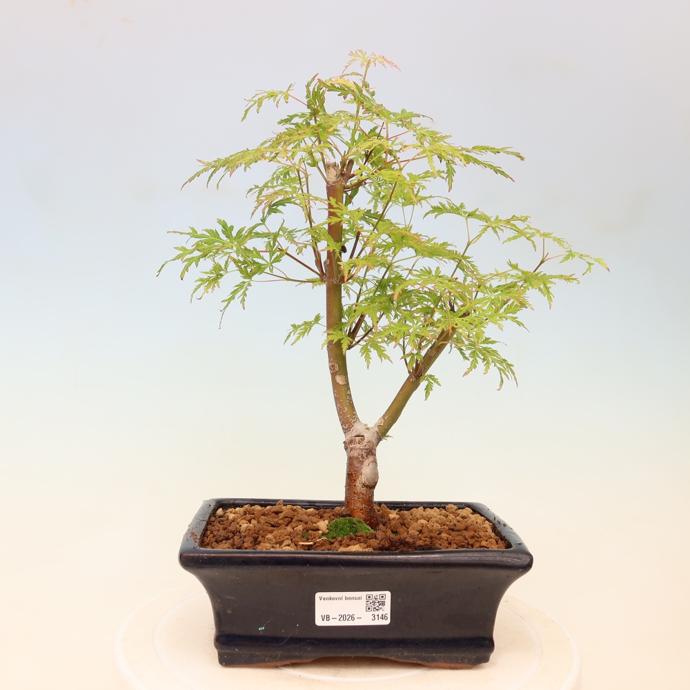 Bonsai da esterno - Acer palmatum Dissectum