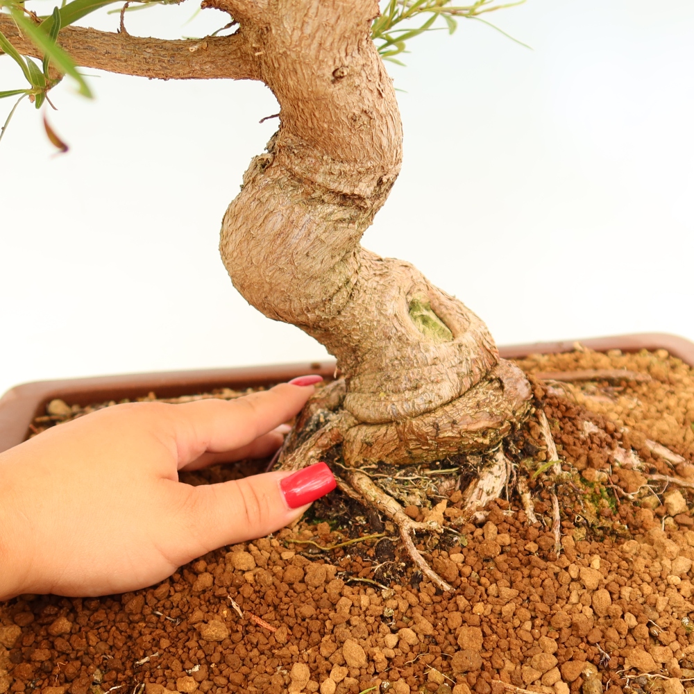Camera bonsai - Ficus nerifolia - ficus a foglie piccole