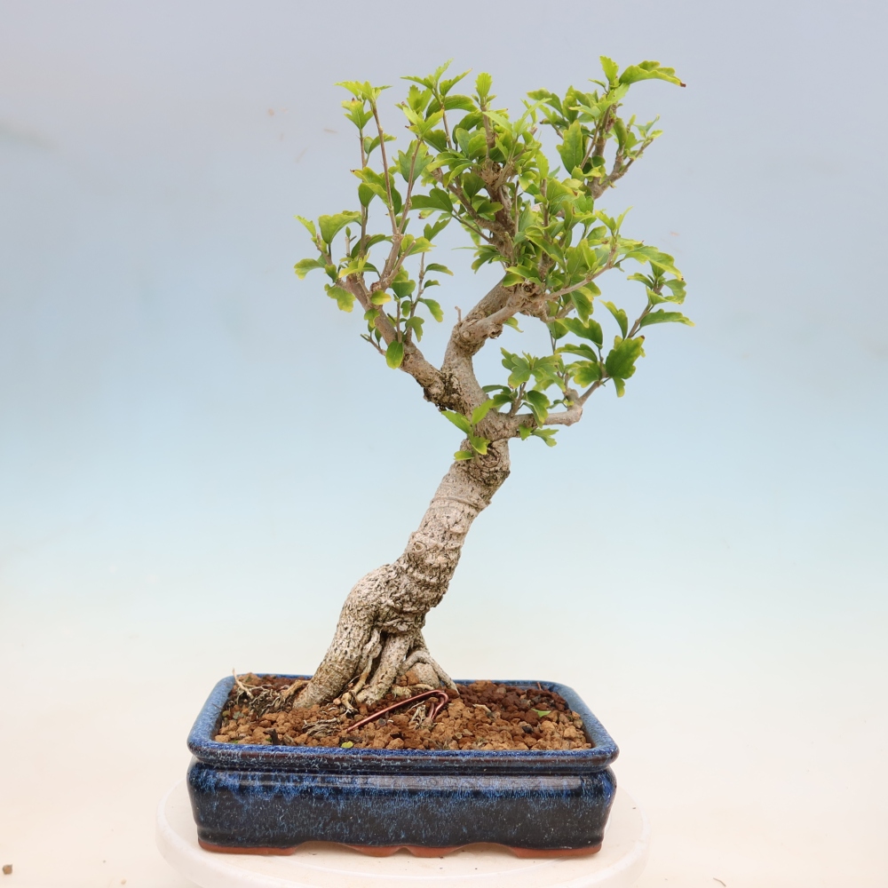 Bonsai da esterno - Hibiscus syriacus - Ibisco siriano