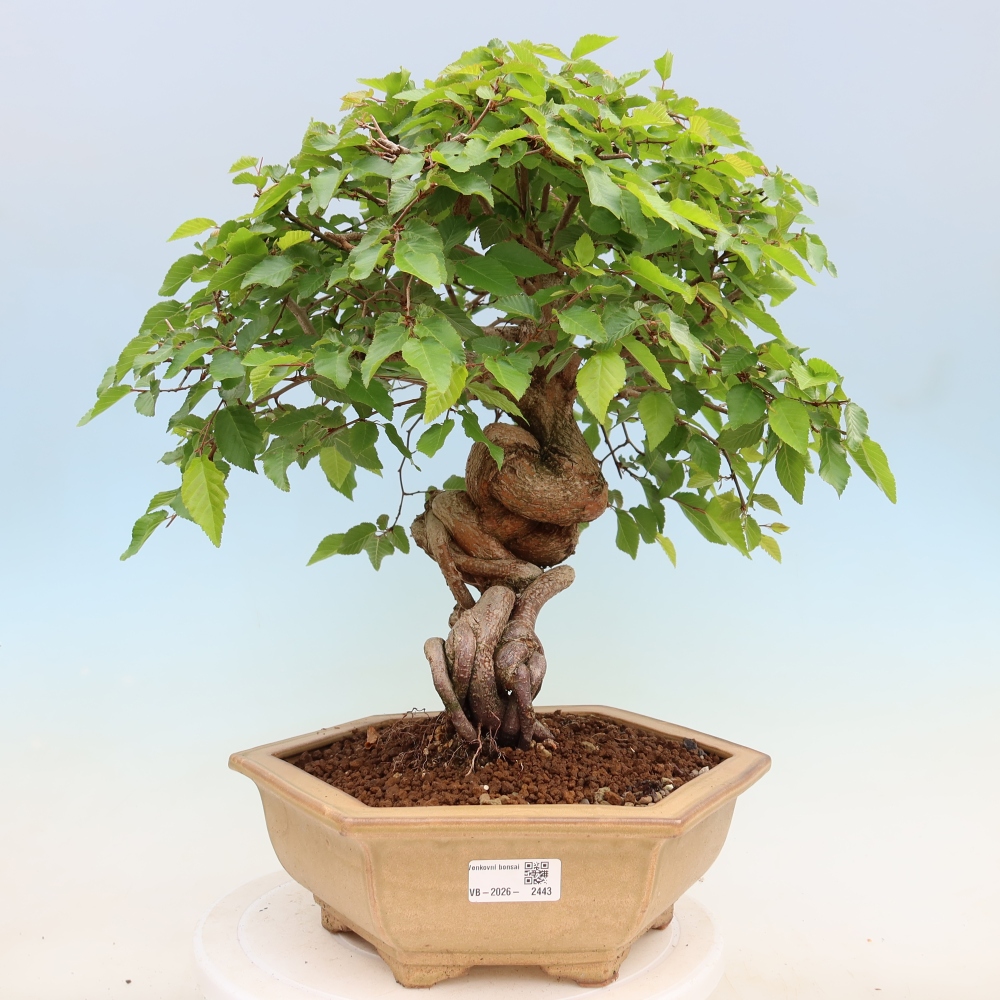 Bonsai da esterno -Carpinus Coreana - Carpino coreano