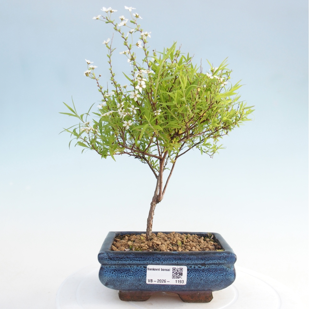 Bonsai da esterno - Sicomoro a foglie piccole - Spirea japonica