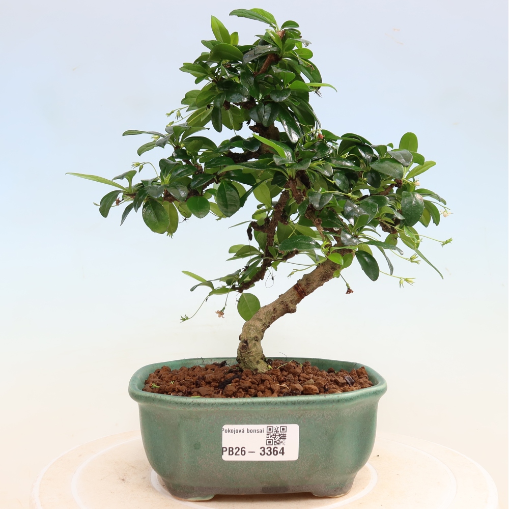 Camera bonsai - Carmona macrophylla - Tea fuki
