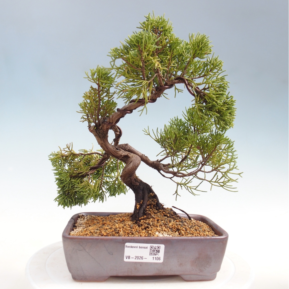 Bonsai da esterno - Juniperus chinensis Kishu