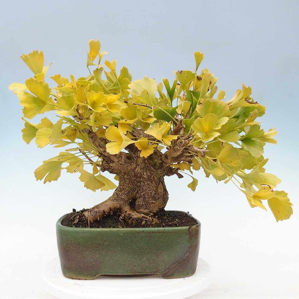 Bonsai da esterno - Ginkgo biloba - Ginkgo biloba