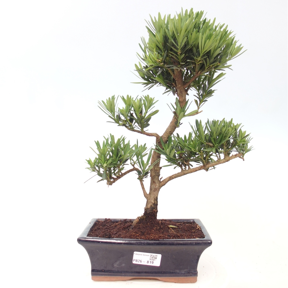 Camera bonsai - Podocarpus - Tasso delle pietre