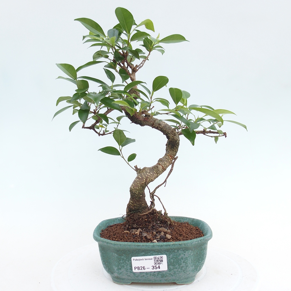 Camera bonsai - Ficus retusa - ficus a foglie piccole