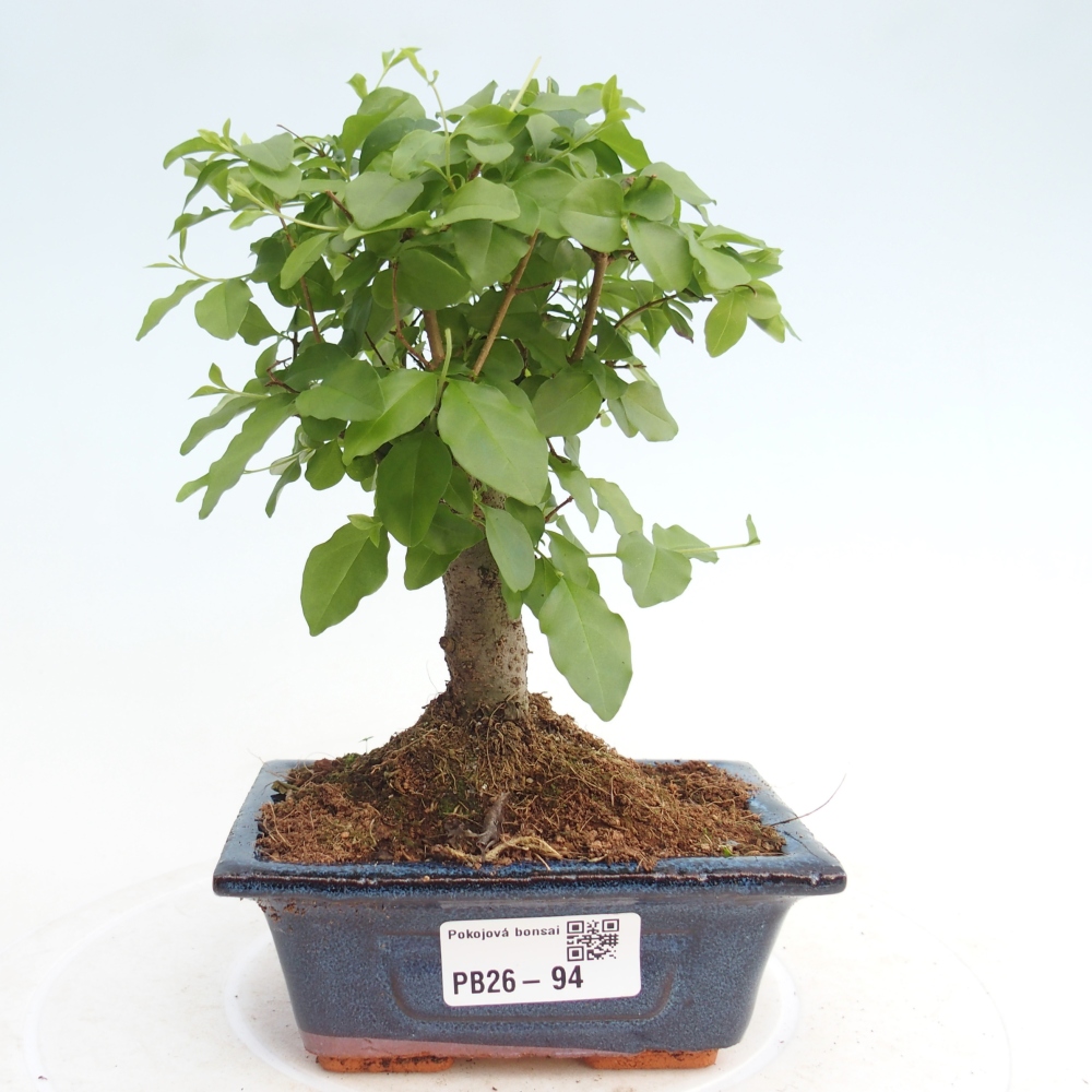 Camera bonsai -Ligustrum chinensis - Becco d'uccello