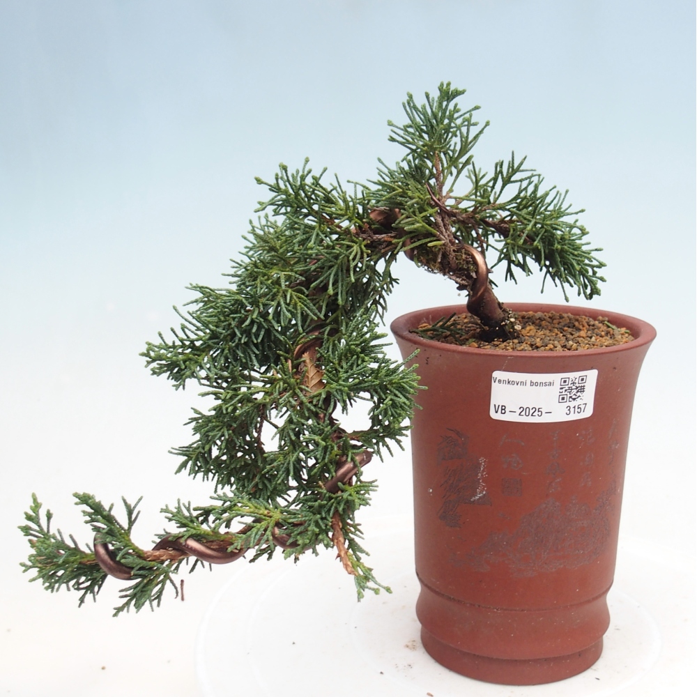 Bonsai da esterno - Juniperus chinensis Kishu