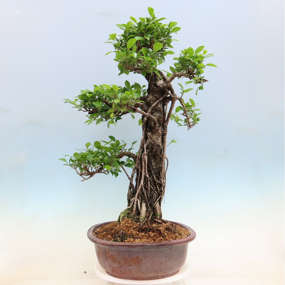 Camera bonsai - Ficus kimmen - ficus a foglie piccole