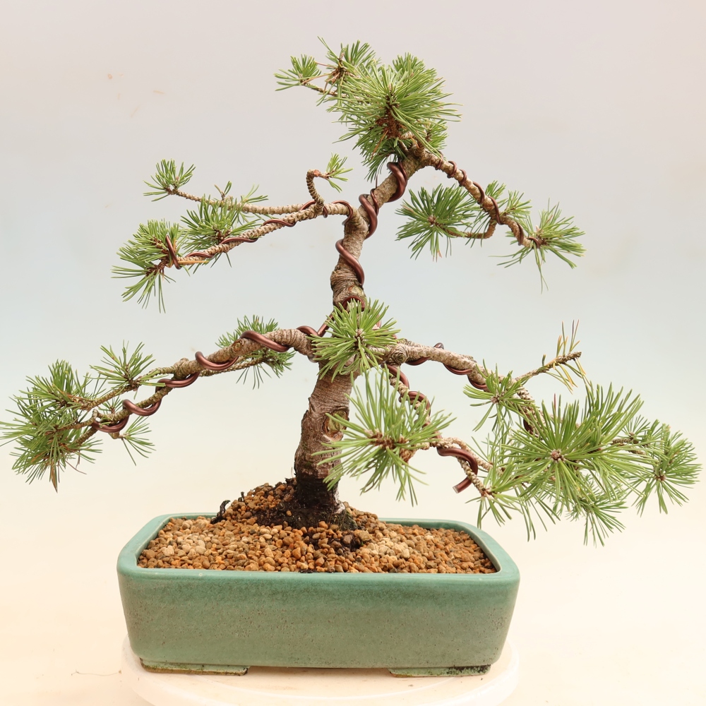 Bonsai da esterno - Pinus mugo Humpy  - Pino mugo