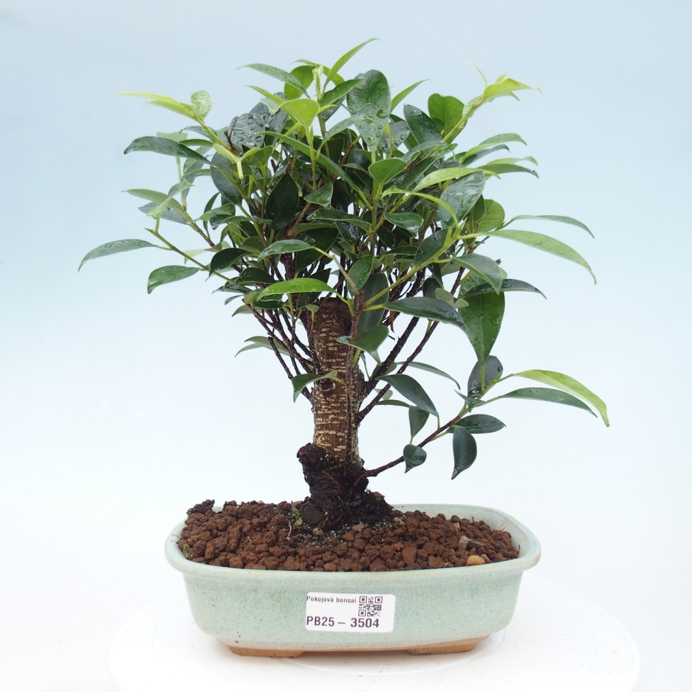 Camera bonsai - Ficus retusa - ficus a foglie piccole