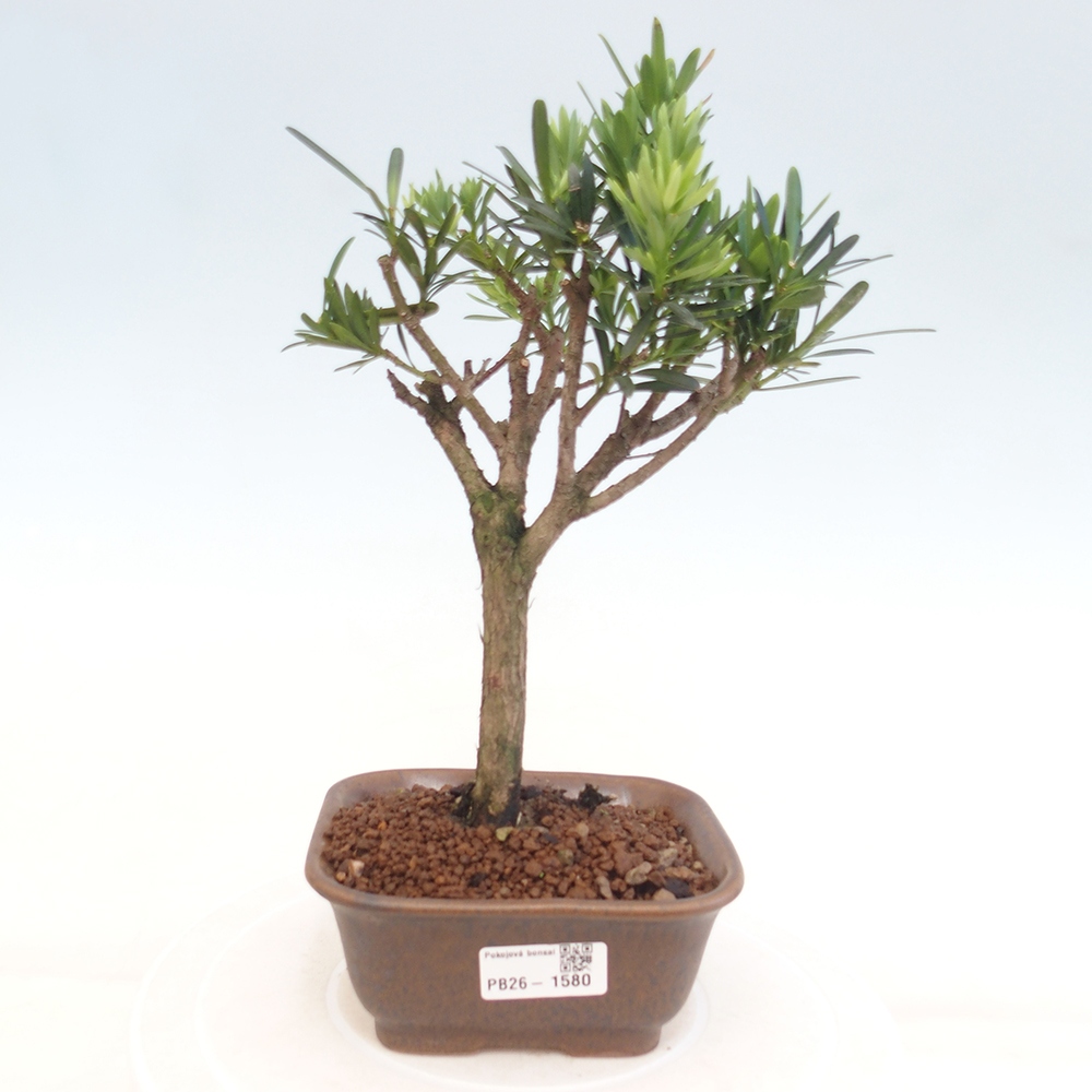 Camera bonsai - Podocarpus - Tasso delle pietre