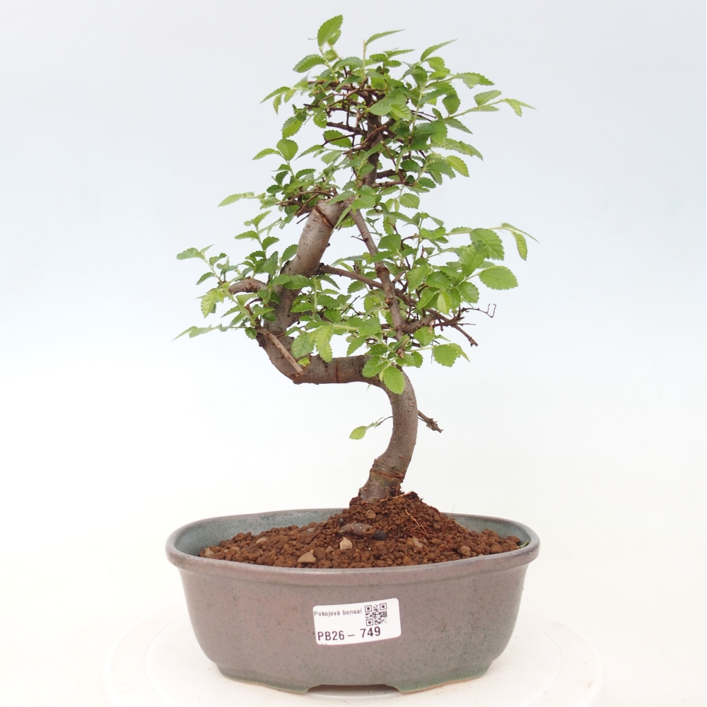 Camera bonsai - Ulmus parvifolia - Olmo a foglie piccole