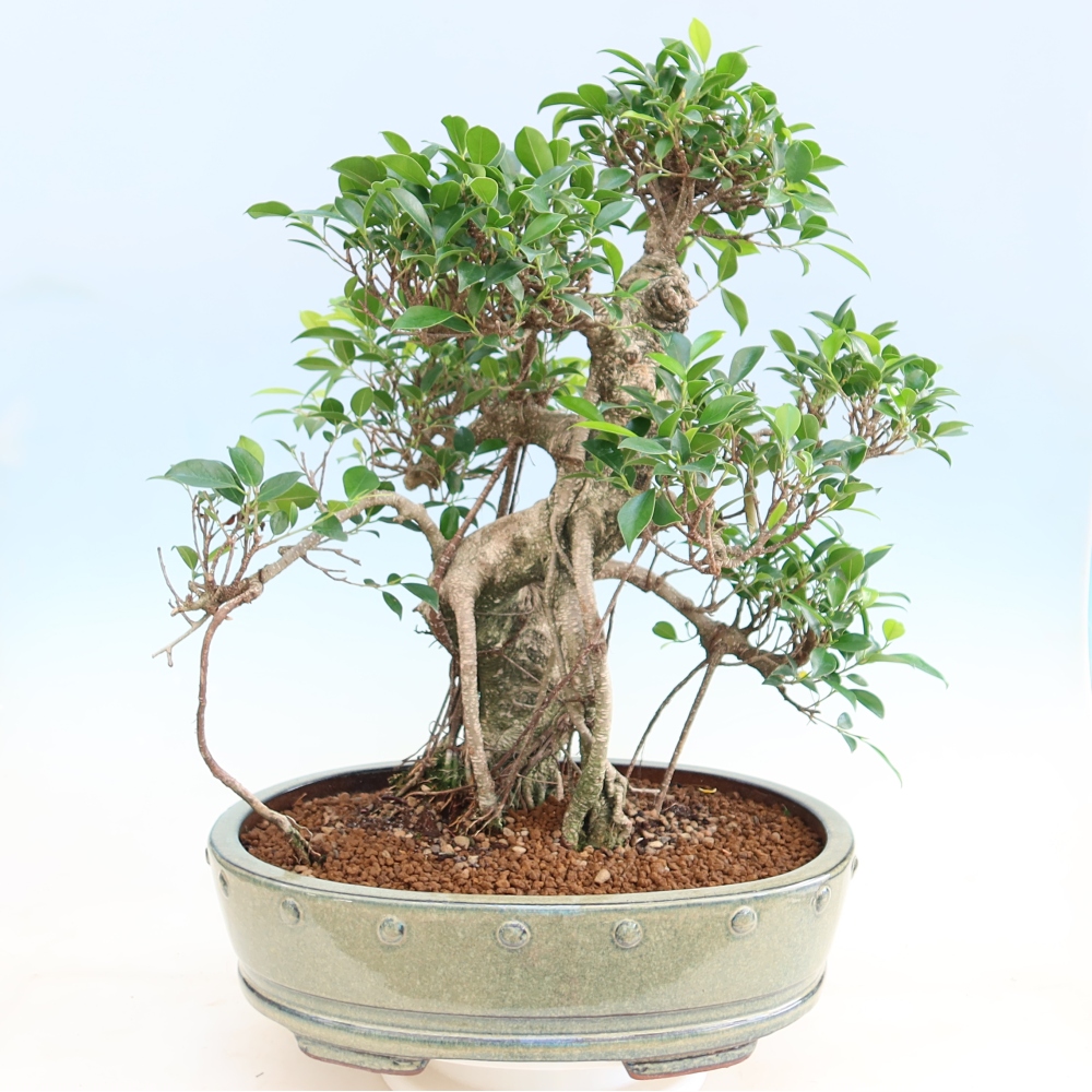 Camera bonsai - Ficus kimmen - ficus a foglie piccole