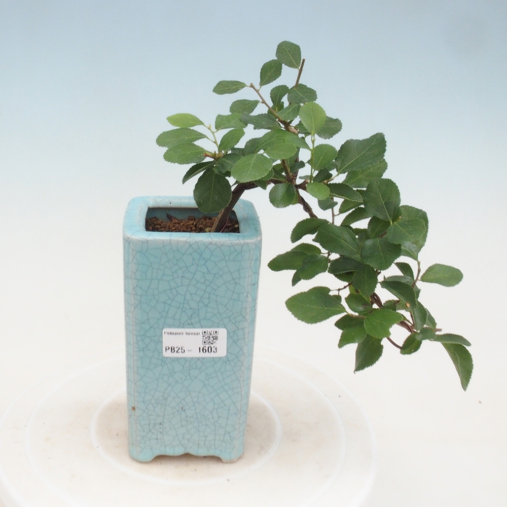 Bonsai da interno - Grewia occidentalis - Stella marina della lavanda