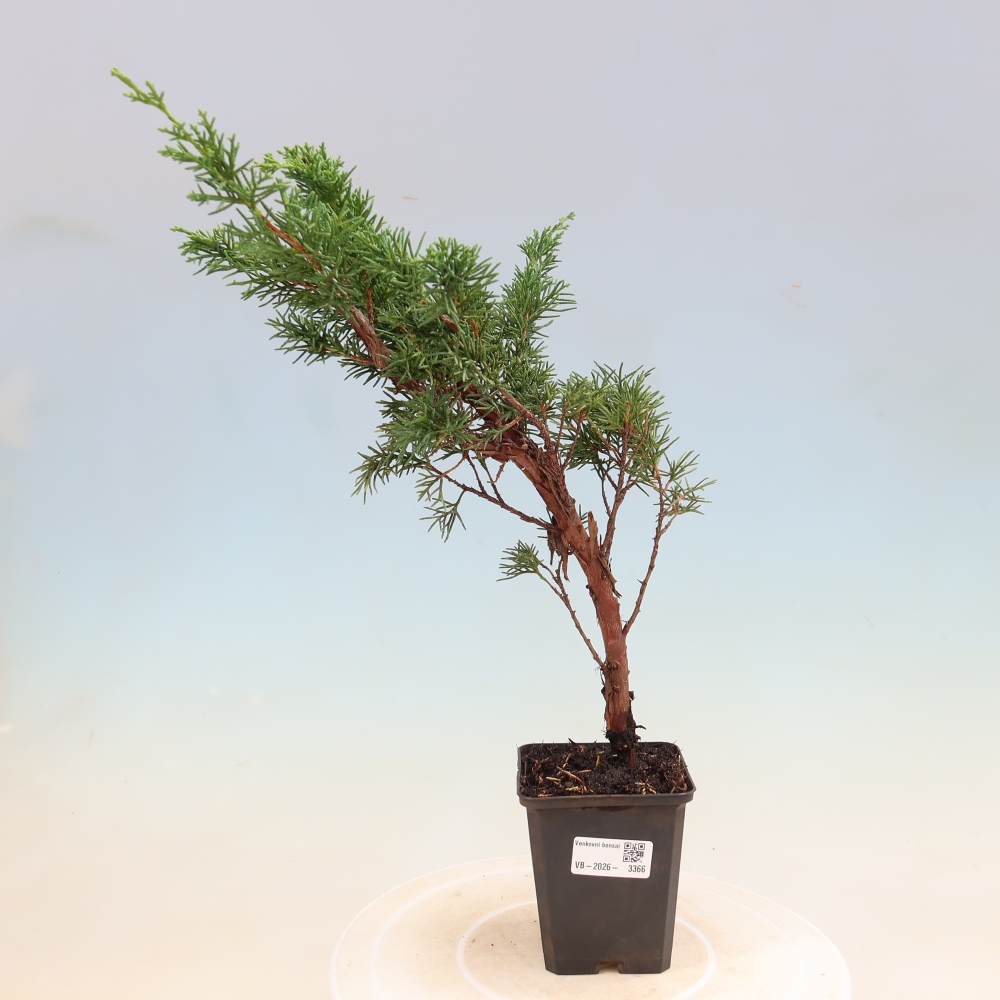 Bonsai da esterno - Juniperus chinensis Kishu