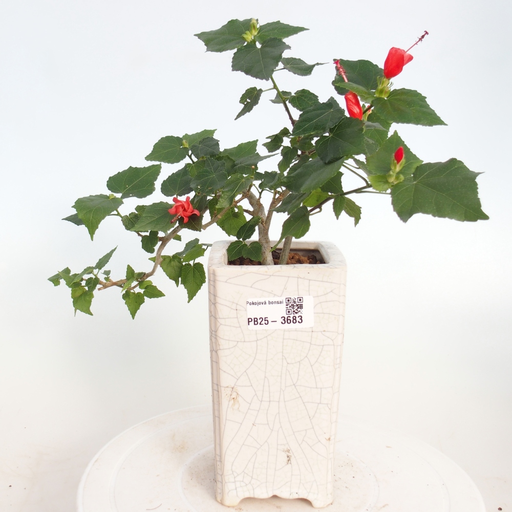 Bonsai da interno - Malvaviscus arboreus