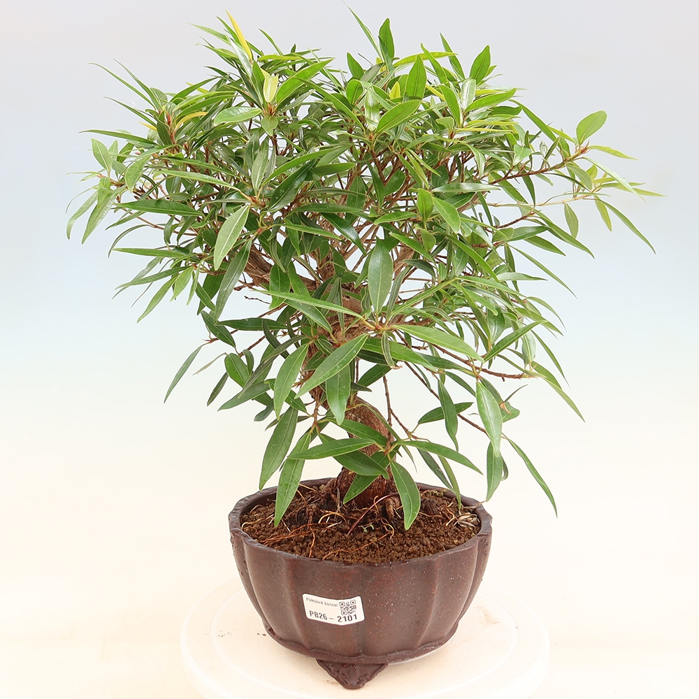 Camera bonsai - Ficus nerifolia - ficus a foglie piccole