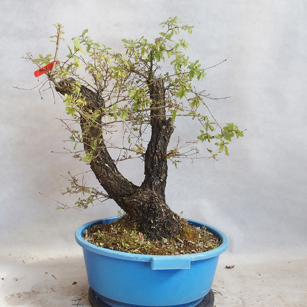 Bonsai da esterno Quercus Cerris - Quercia Cer