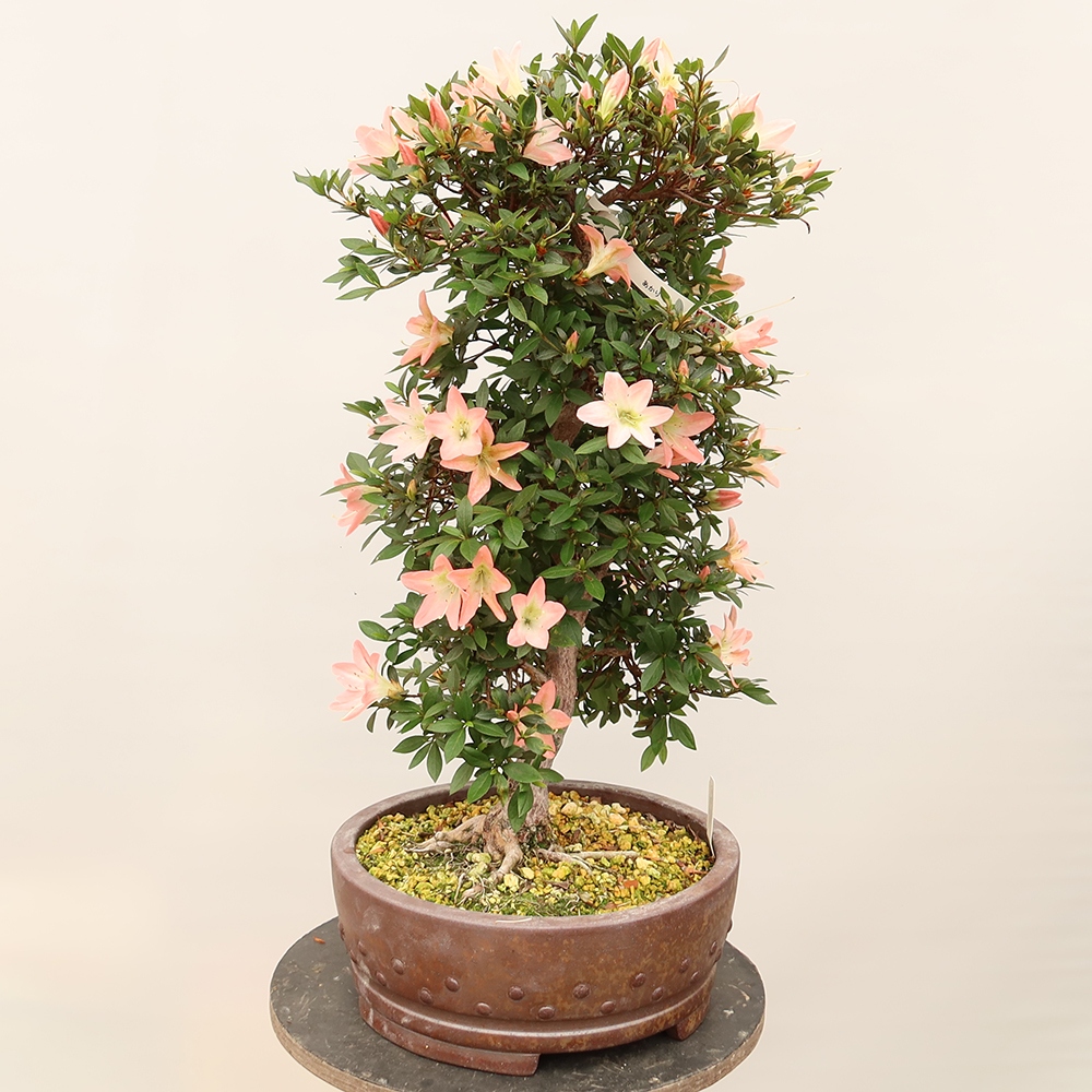 Bonsai da esterno - Azalea giapponese - Azalea CHIHIRO