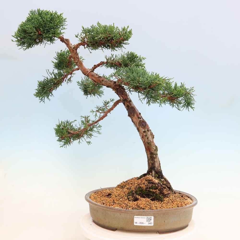 Bonsai da esterno - Juniperus chinensis Kishu