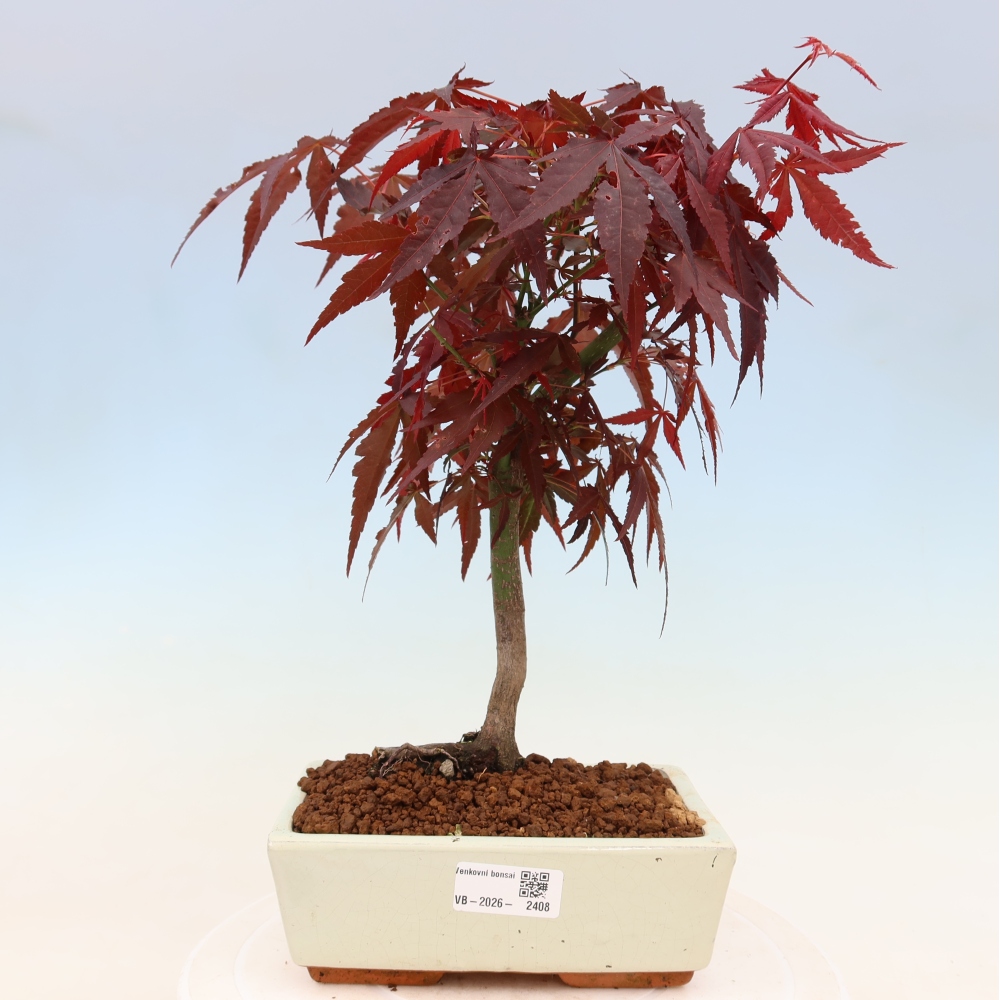 Bonsai da esterno - Palma Acer. Atropurpureum-Javor palmate