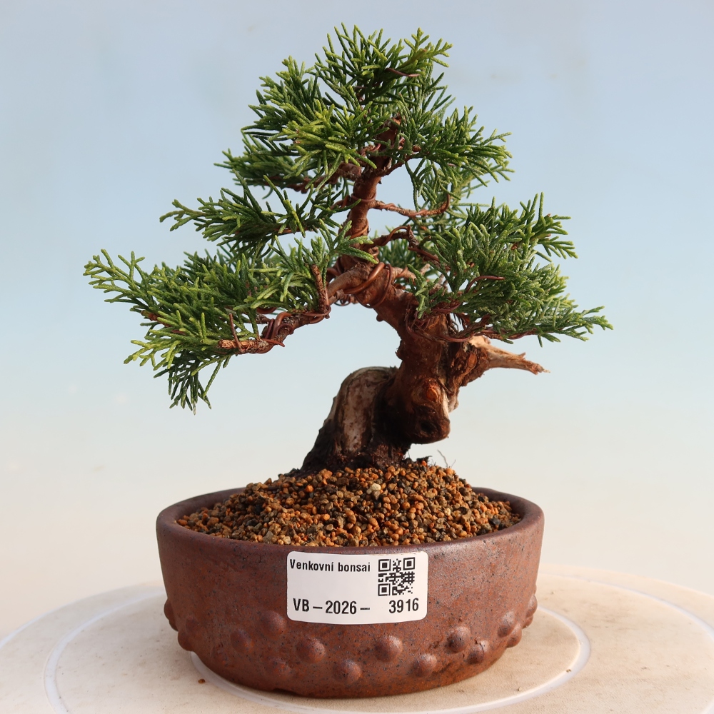 Bonsai da esterno - Juniperus chinensis Itoigawa