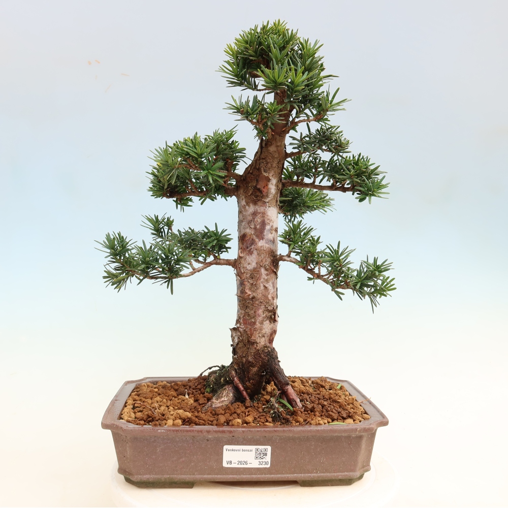 Bonsai da esterno - Taxus cuspidata - Tasso giapponese