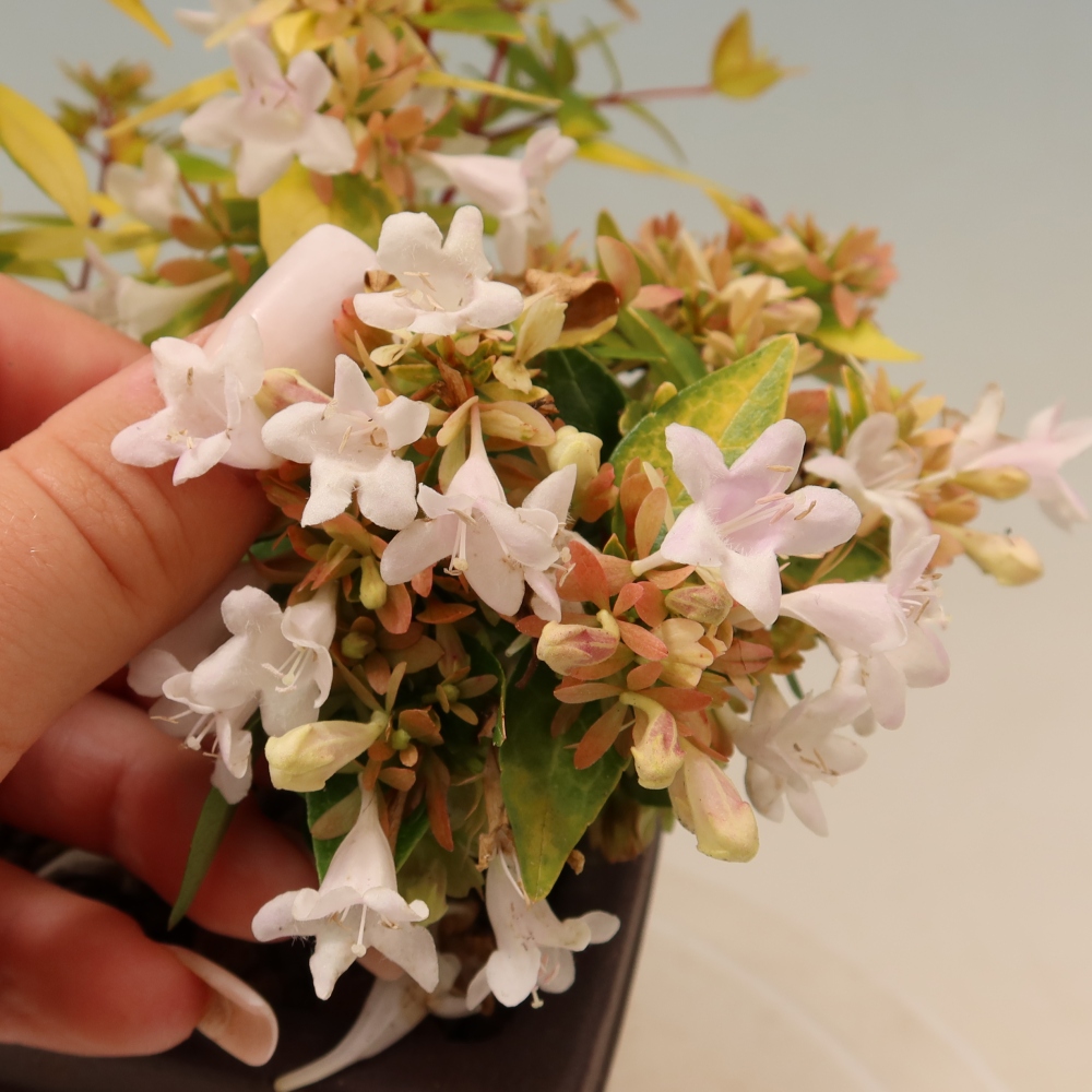 Bonsai da esterno - Abelia gr. Kleidoscope - Abelia a fiore grande