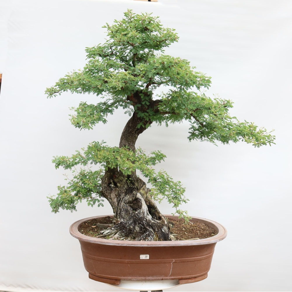 Camera bonsai - Acacias Arabica