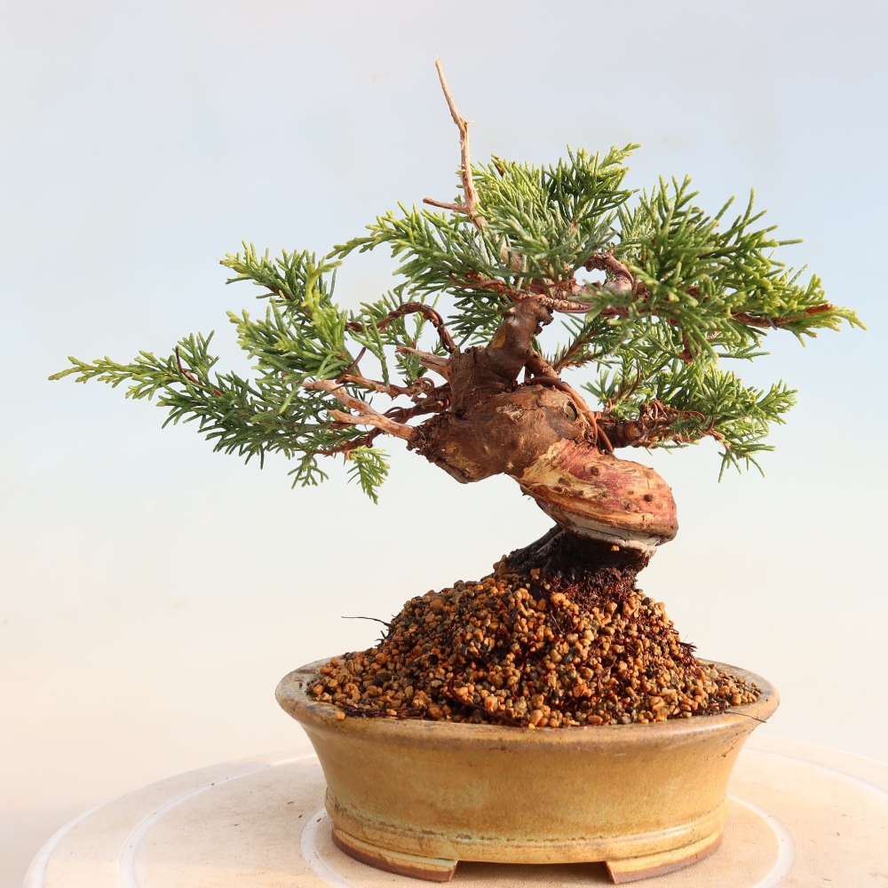 Bonsai da esterno - Juniperus chinensis Itoigawa
