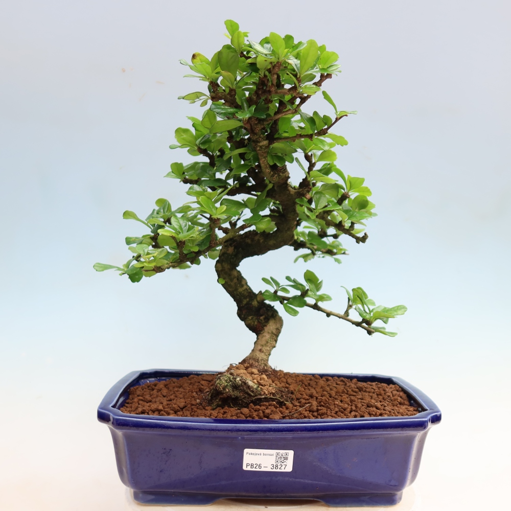 Camera bonsai - Carmona macrophylla - Tea fuki