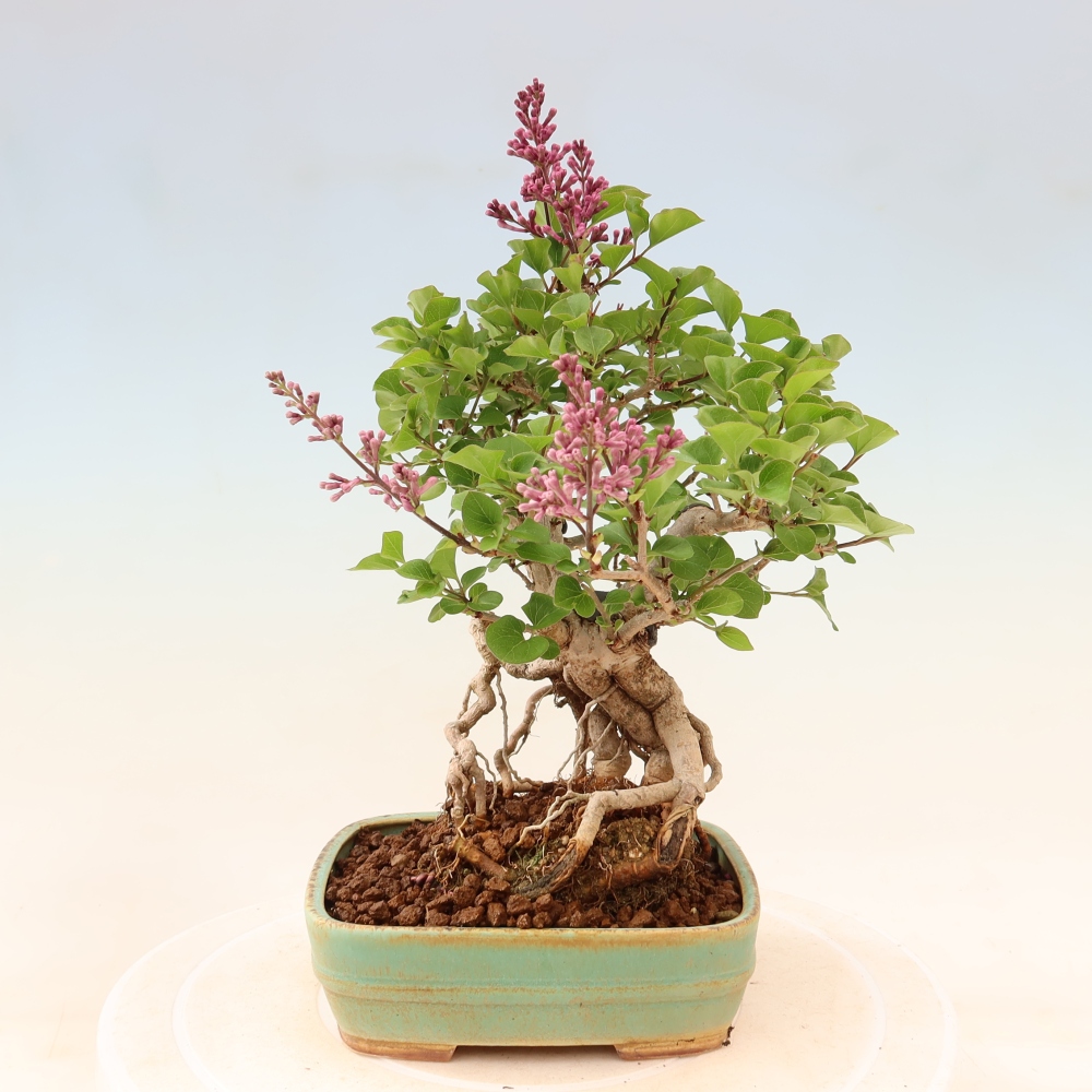 Bonsai da esterno - Syringa microphylla - lillà a fiore piccolo