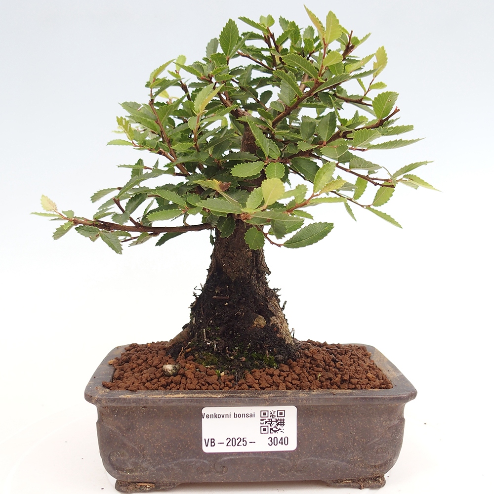Bonsai da esterno - Zelkova - Zelkova NIRE