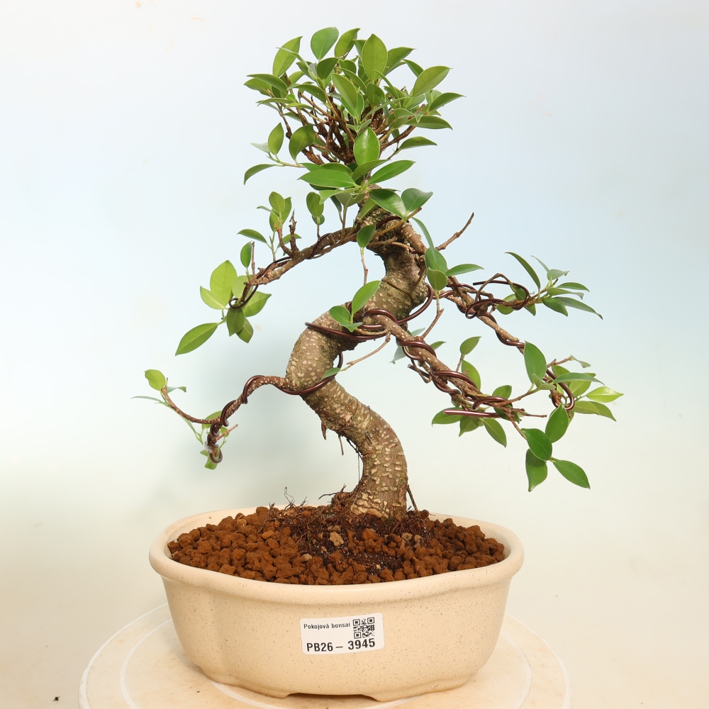 Camera bonsai - Ficus kimmen - ficus a foglie piccole