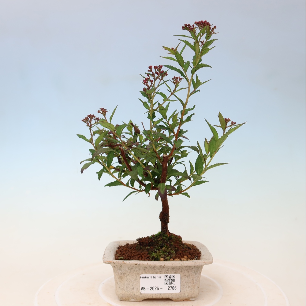 Bonsai da esterno - Spirea giapponese - Spirea japonica Anthony Waterer