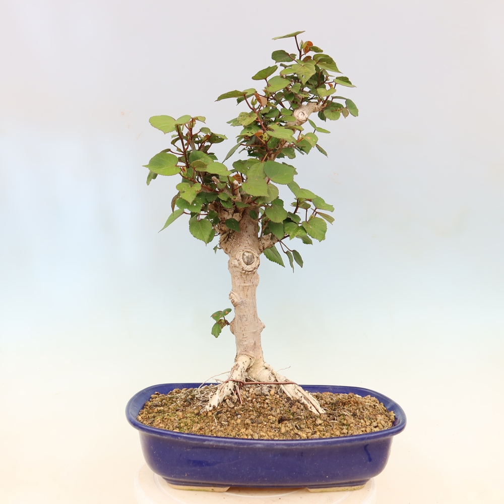 Bonsai da interno - Hibiscus tiliaceus - Ibisco marino