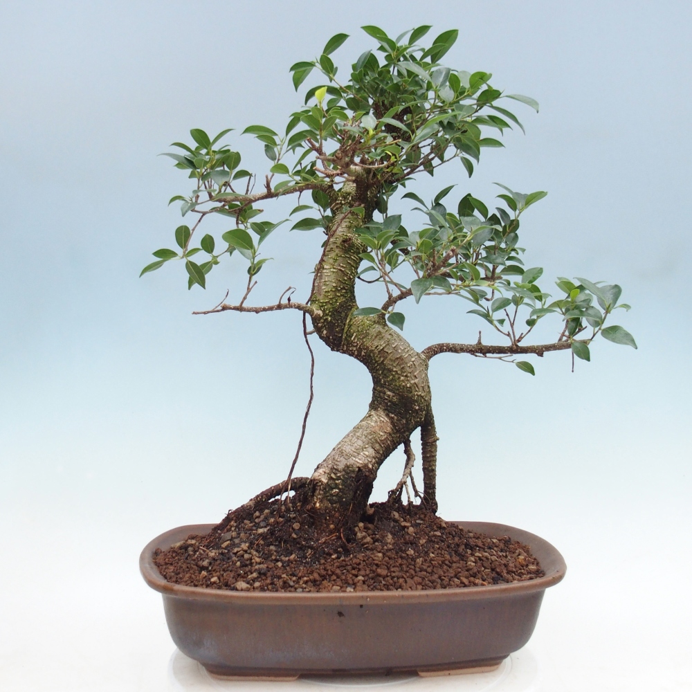 Camera bonsai - Ficus retusa - ficus a foglie piccole